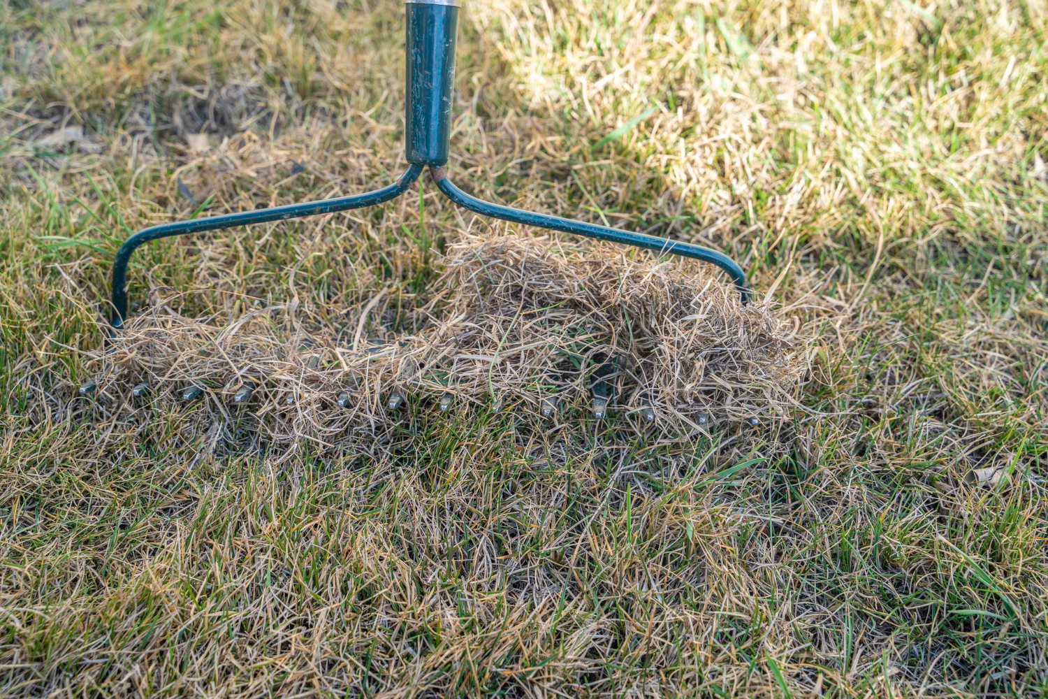 Lawn Care Background