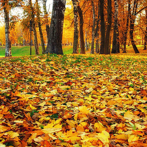 Spring Fall Clean Up
