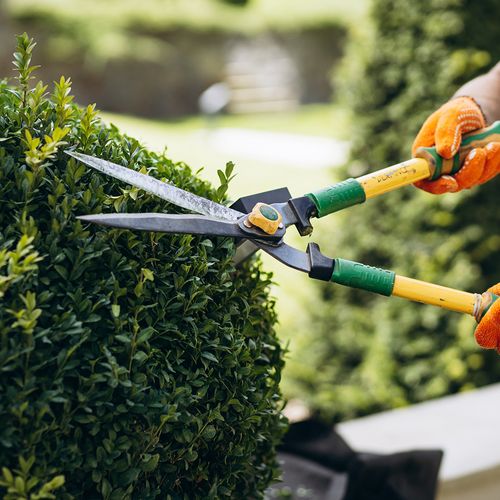 Bush/Tree Pruning