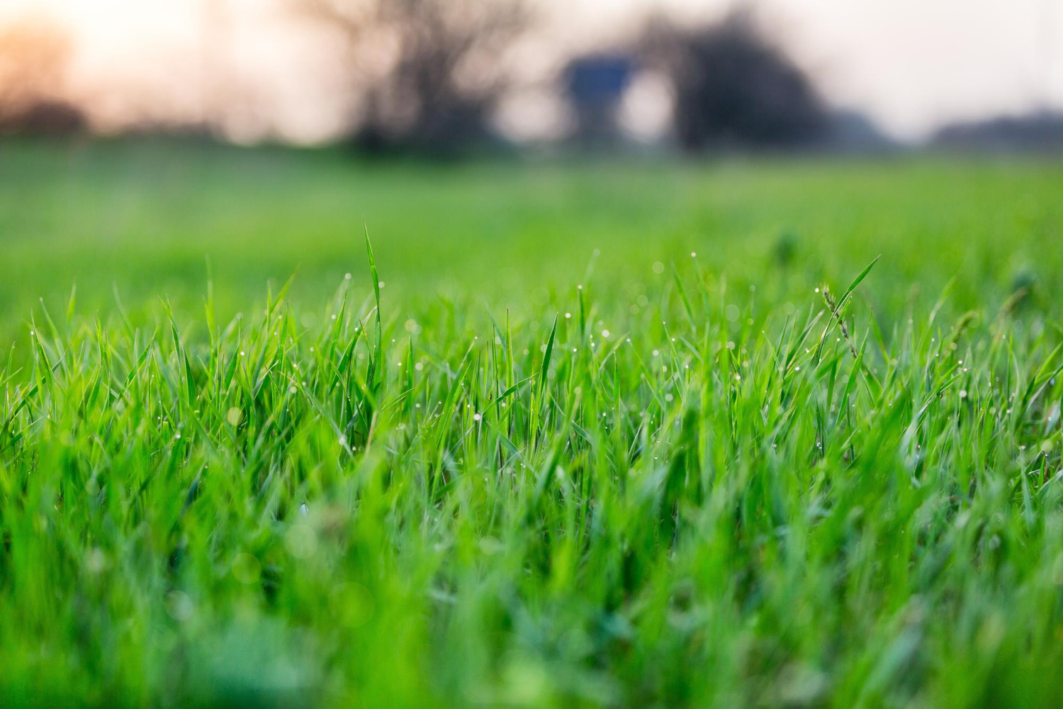 Lawn Care Background
